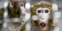 Envisioning a Pro-Animal Foreign Policy
