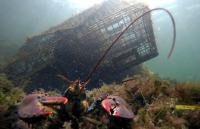 Researchers link species of plankton to survival of Maine lobsters, warn of northward movement