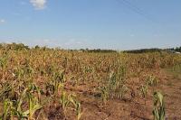 Zimbabwe faces worst food deficit since 1950