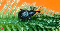 In 2001, USDA researchers released salvinia weevils in Texas and Louisiana; by 2003, weed cover had fallen near release sites while untreated controls stayed choked