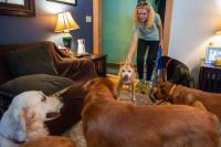 Central Maine dog rescues, shelters fill faster than dogs are adopted out