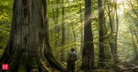 Earth’s forests lost 60% of their canopy during ancient global warming—could it happen again?