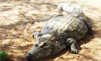 Firefighters rescue Otjiwarongo crocs