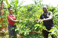 Coffee farmers in Tanzania prepare for climate change with practical knowledge, tools and adaptation measures