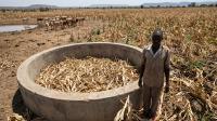 Zimbabwe’s worst drought since 1950 looms as government advises farmers to keep enough feed for 2 years