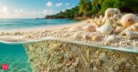 Science says sand isn’t always made from rocks: Some beaches are built from the remains of living things