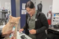 University of Guelph veterinarian helps care for pets displaced by wildfires
