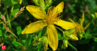 In 1946, imported beetles were released against toxic St. Johnswort in northern California; by 1957, the weed had fallen to less than 1% of its former abundance