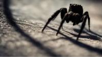 Phobias: Why Do We Fear So Intensely Things That May Not Harm Us?