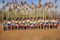 Maidens deliver reed at Ludzidzini ahead of main Umhlanga day