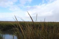 Salt Marsh and Tidal Creeks Guide Available Online