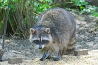 Worcester County Animal Control urges residents to protect wildlife