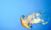 New species are changing the Adriatic: Croatian scientists launch early-warning system