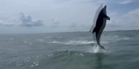 Dolphins surround Myrtle Beach couple’s jet ski in once-in-a-lifetime encounter