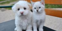 Nebraska Humane Society: Behavioral clues that pets are in pain
