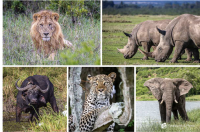 In photos: The big 5 animals in Africa