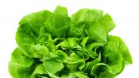 Lettuce parasite turns into boon for some Washington farmers
