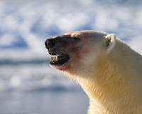 Svalbard Diary: Ten Days In The Arctic Wilderness