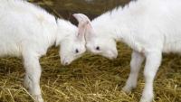 North Carolina issues rabies warning due to contact with baby goats from mobile petting zoo