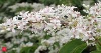 America introduced Chinese Privet as an ornamental plant in 1852. It later spread across millions of acres of forest