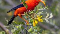 Hawaii lost entire branches of its spectacular bird family