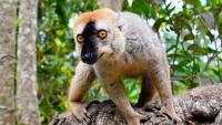 Lemurs reveal why humans may not be strictly daytime animals