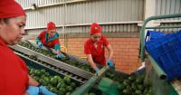 Avocado pickers in Mexico welcome restart of exports to U.S., but security fears remain