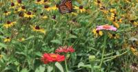 Tagging sessions set for annual monarch migration through Missouri