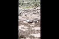 Officials say dozens of people have been evacuated from the depths of the Grand Canyon because of heavy rain and flooding.