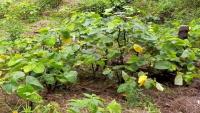 Kava could become major industry for Fiji