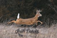 Major South Dakota Deer Hunting Changes For 2026