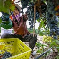 European wine producers seek new markets as China sales dream sours
