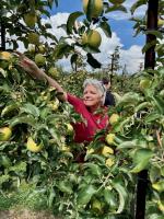 U-pick or 'we pick,' here's where to buy apples