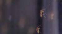 Orange County warns of West Nile virus as mosquito activity increases