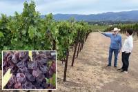 Crisis hits Napa Valley as ranches left to rot while wine industry teeters on a knife’s edge