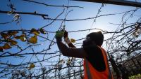 ‘Not here for a holiday’: What standards RSE workers should expect