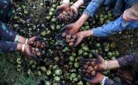 Walnut Harvesting: Experts urge safety measures to prevent fatal falls