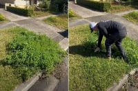 Gardener warns of 'nasty' weed taking over Aussie yards