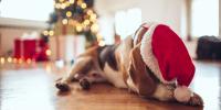 Netflix Is Releasing a Christmas Movie About a Basset Hound