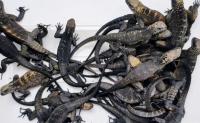 Russian woman arrested at Ecuador airport with 32 live iguanas in her luggage bound for Iceland