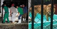 Animal activists rescue a lion in Camagüey following reports of its conditions: Panchito is now in a suitable home