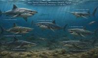 70-Million-Year-Old Shark Fossils Discovered in Egypt’s Western Desert