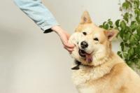 Innovations in Oxygen-based Healing