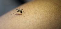 Malaria Mosquitoes Flown Into Germany Kill Two Airport Workers