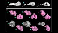 Dodos weren’t stupid, and their skulls finally prove it
