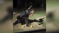 VIDEO: Hungry black bear helps itself to late night snack at Massachusetts home