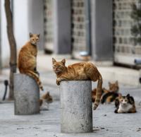 Marketing Cyprus’ cats as a tourist attraction