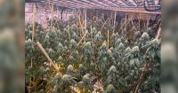 Eight arrests after 14 Vietnamese-linked cannabis grow houses busted