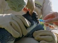 Australia’s bird flu crisis exposes dangerous gaps in wildlife protection