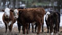 Trump says he wants to let ranchers process their own food. This is what agriculture groups have to say.